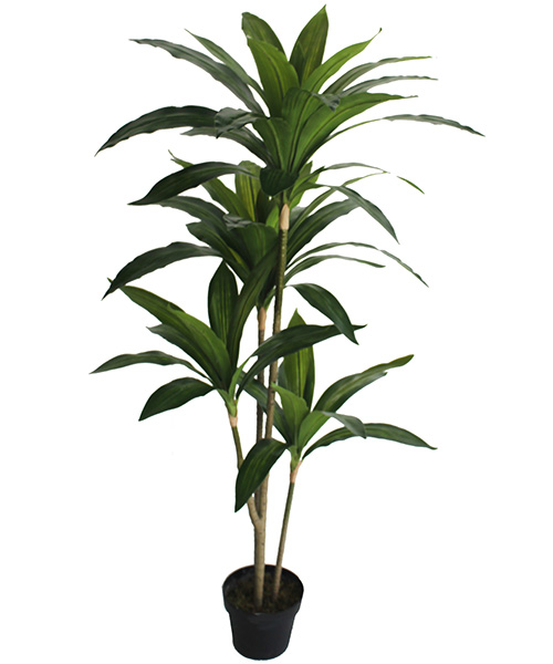 植物